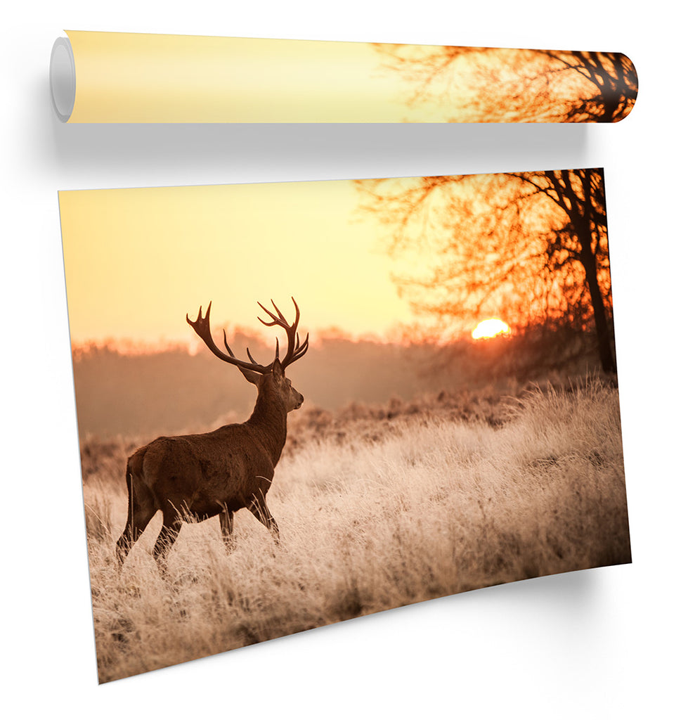 Sunset Deer Stag Framed