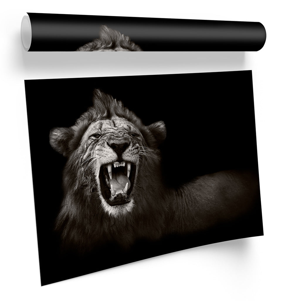 Lion Roar Mono B&W Framed