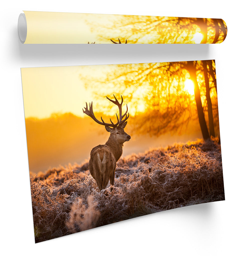 Stag Deer Sunset Forest Framed