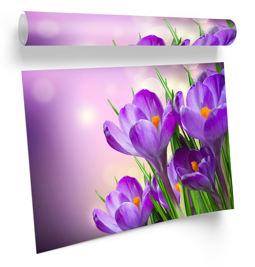 Crocus Spring Flowers Floral Framed
