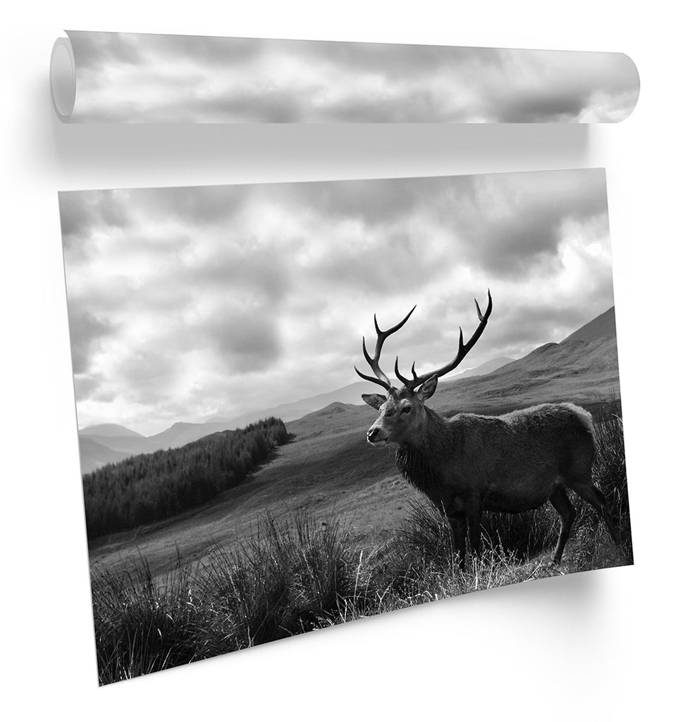 Stag Deer Scotland Highlands Wildlife B&W Framed