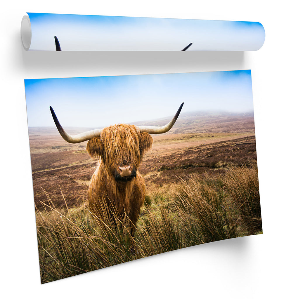 Scottish Highland Cow Brown Framed