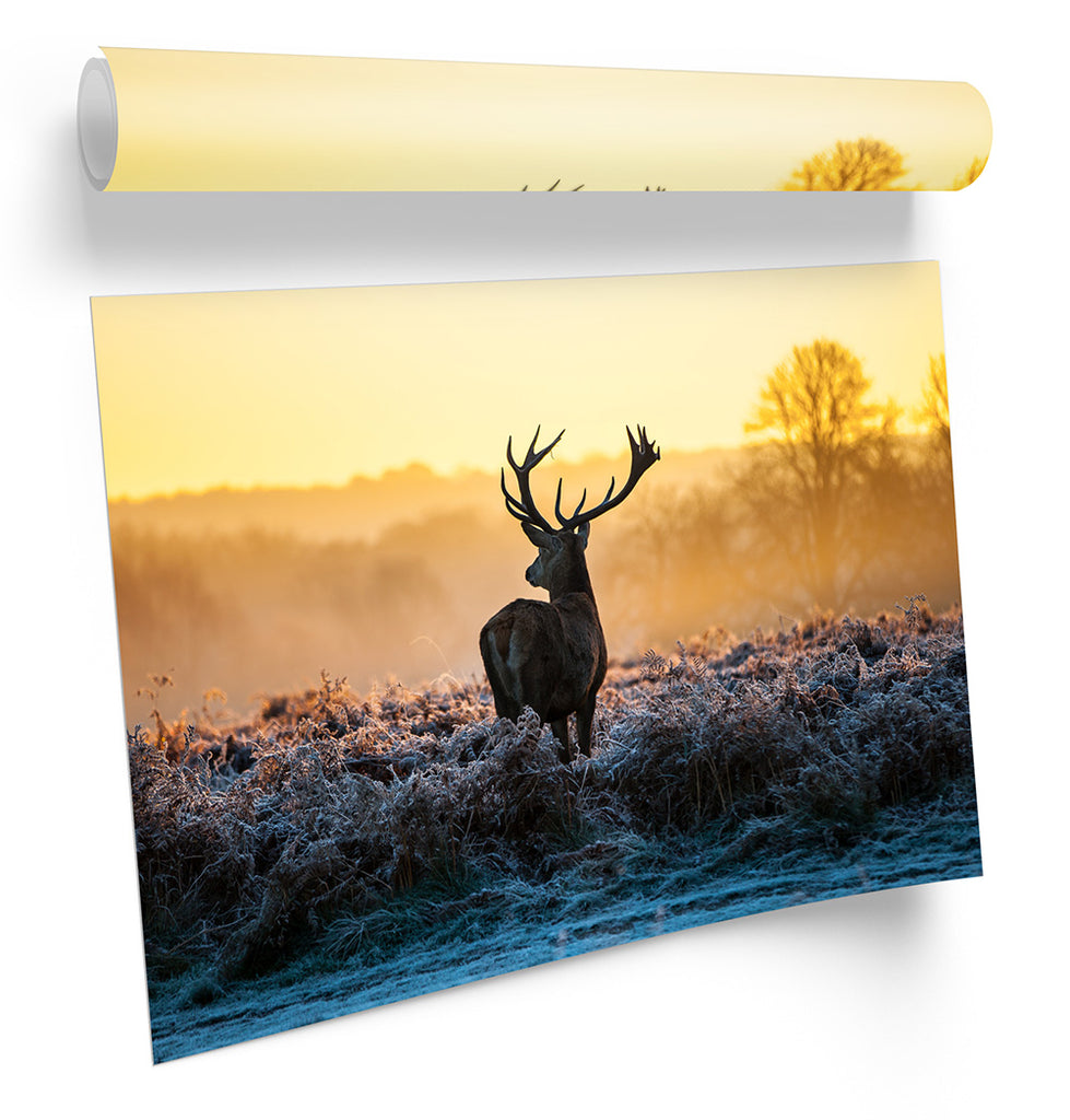 Stag Deer Sunset Framed