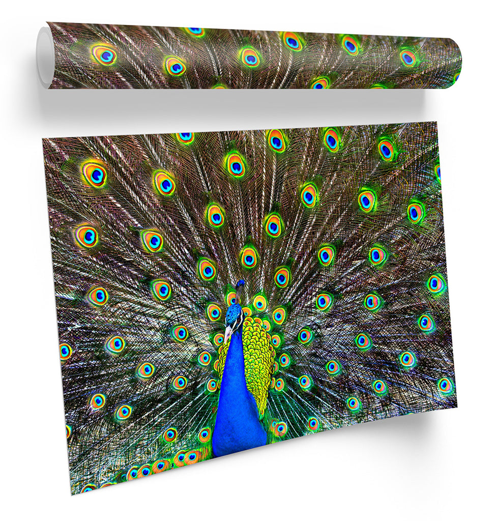 Peacock Feathers Framed