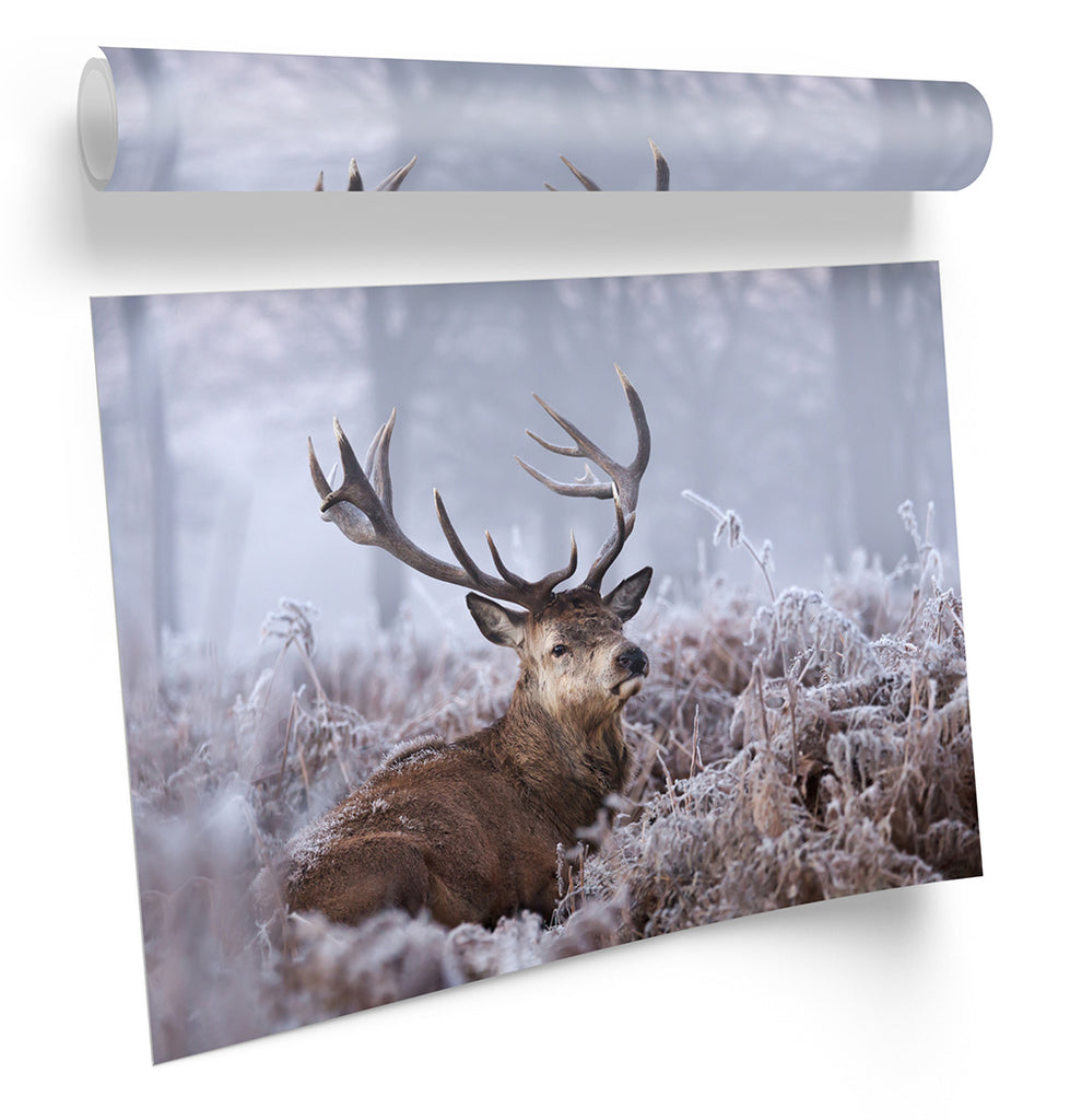 Stag Deer Wildlife Winter Grey Framed