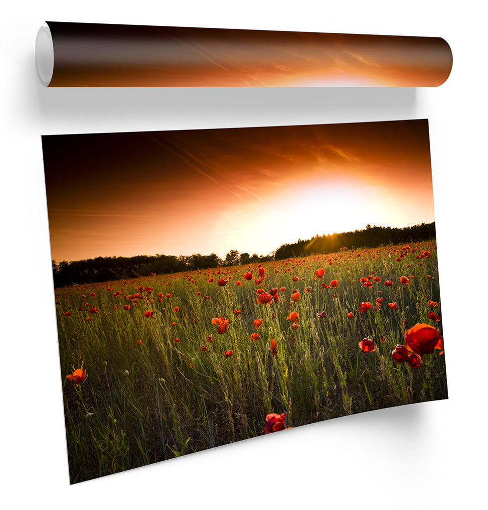 Sunset Floral Poppy Field Framed
