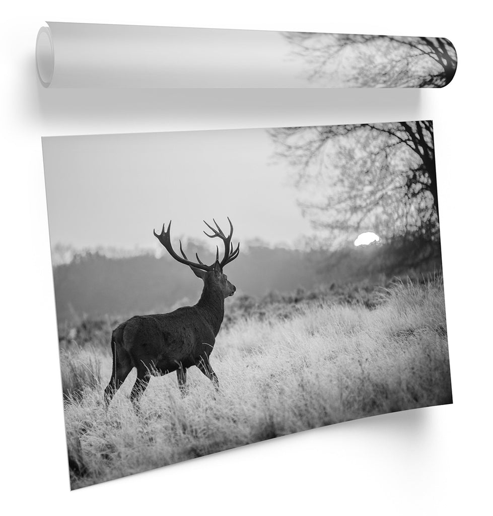 Sunset Deer Stag B&W Framed