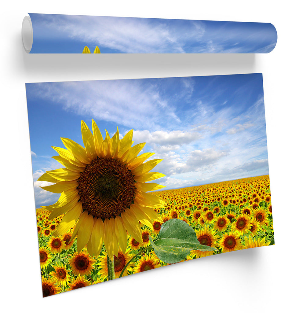 Summer Sunflower Field Flowers Framed