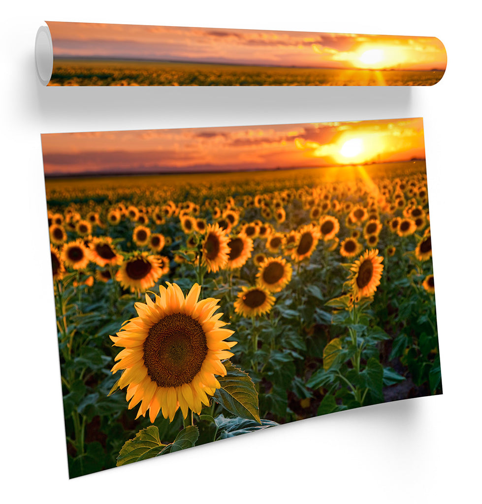 Sunflower Sunset Floral Framed