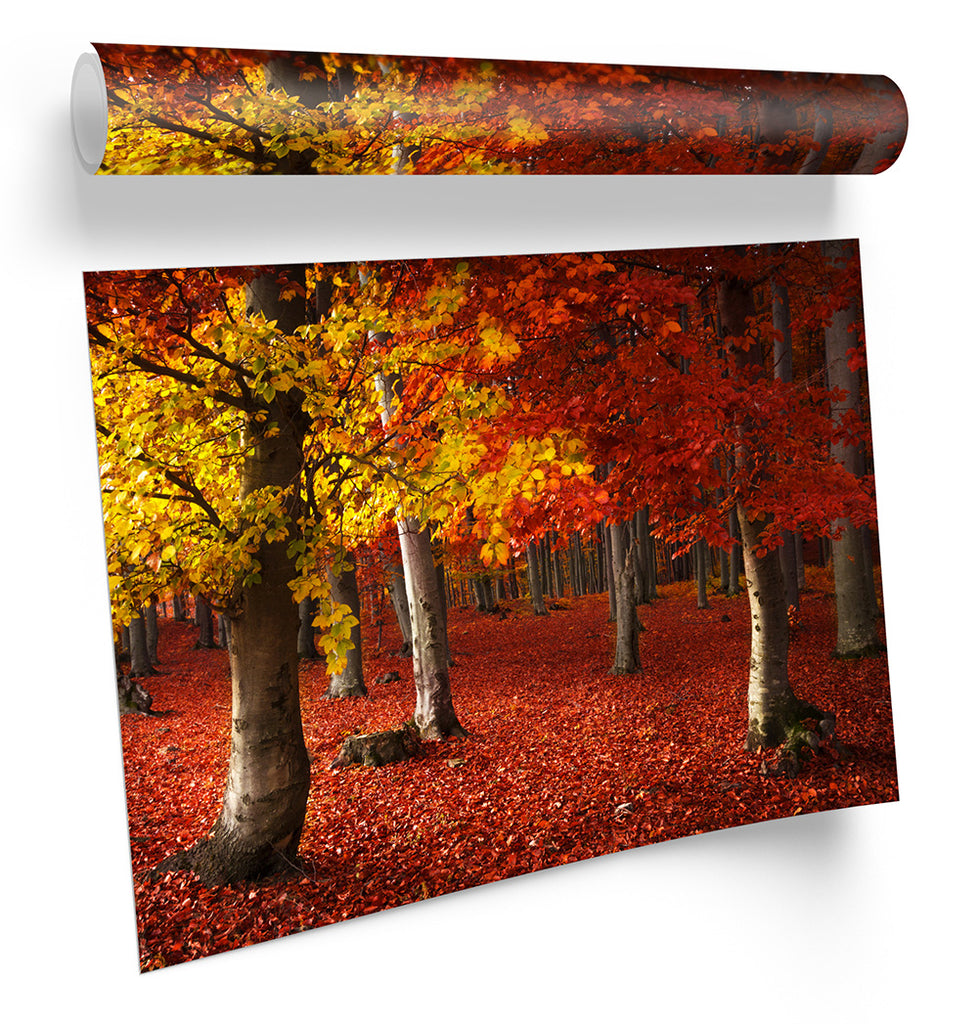 Autumn Forest Red Landscape Framed
