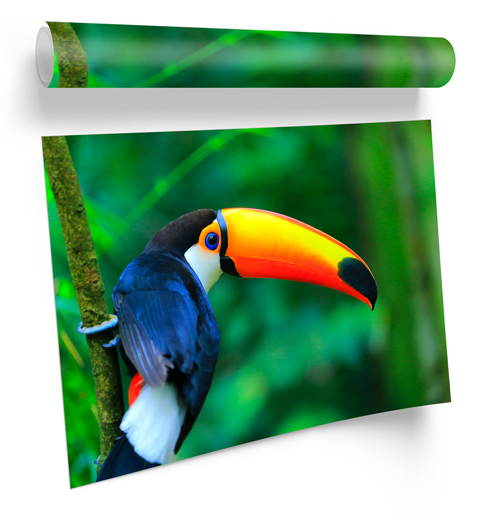 Toco Toucan Bird Rainforest Framed