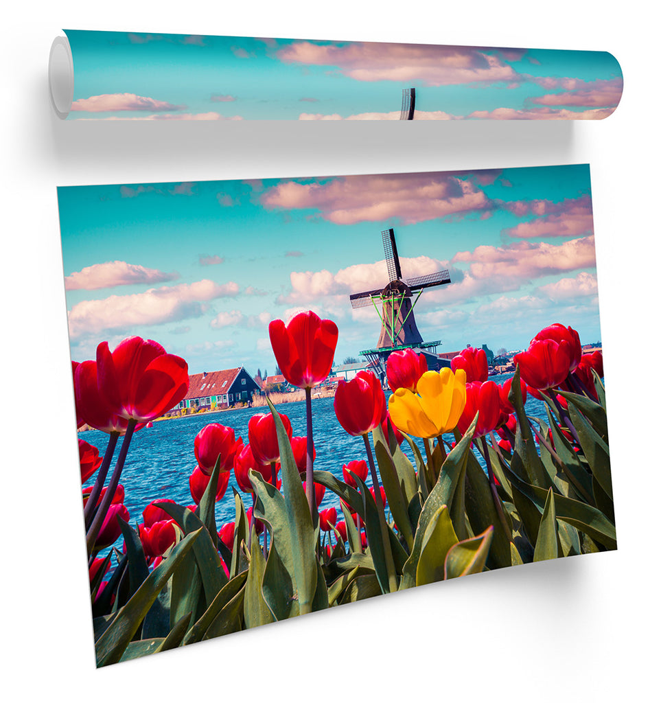 Tulips Windmill Netherlands Framed