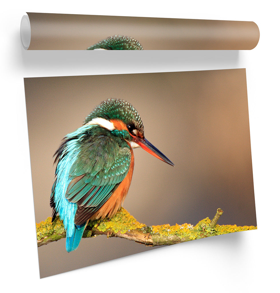 Kingfisher Bird Wildlife Framed