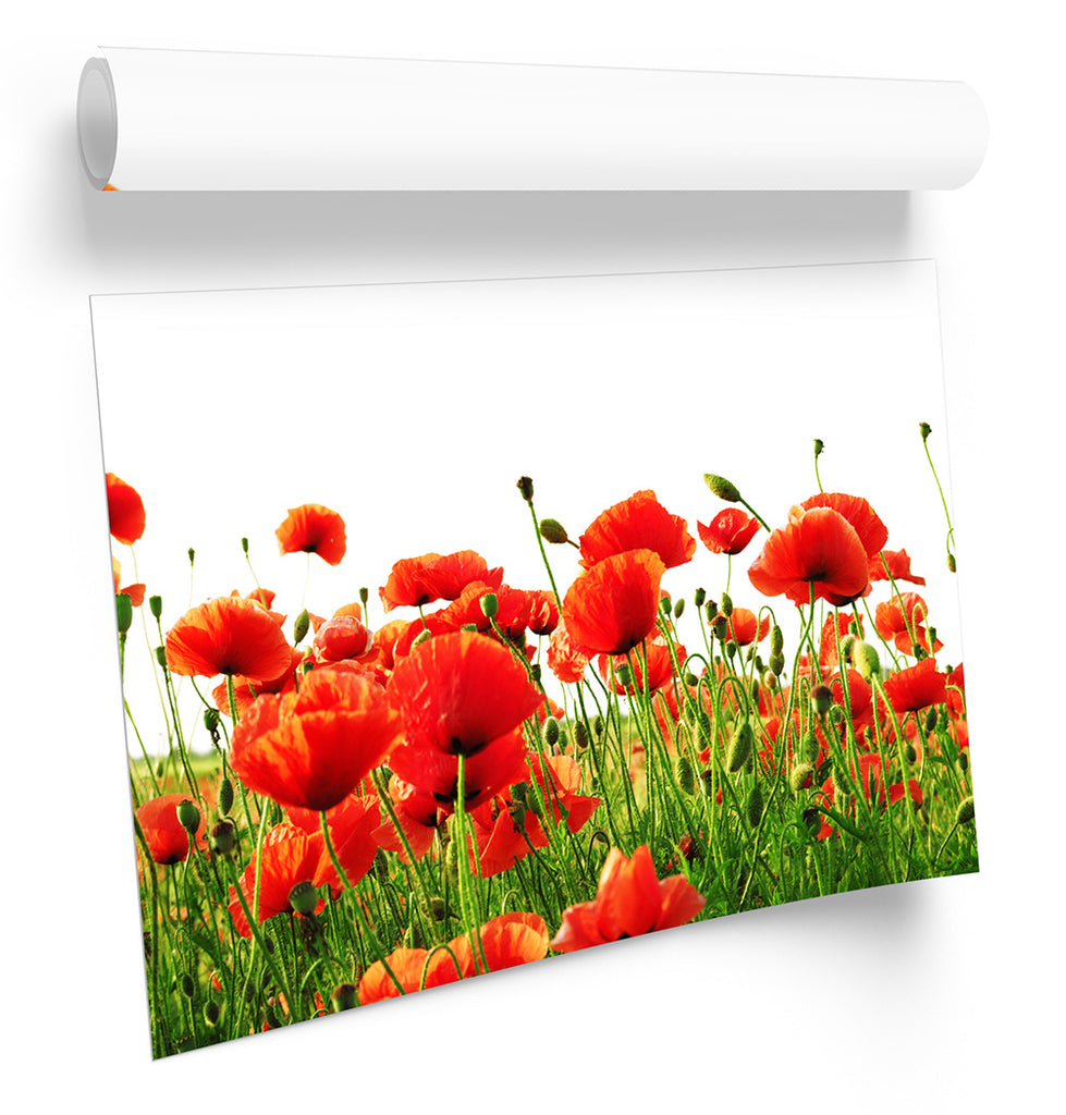 Red Poppies Flowers Framed