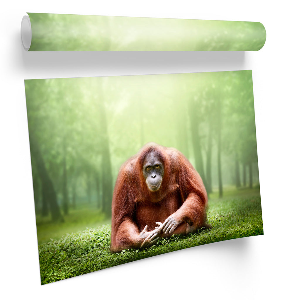 Orangutan Monkey Framed