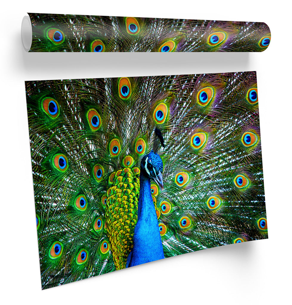Peacock Bird Feathers Framed