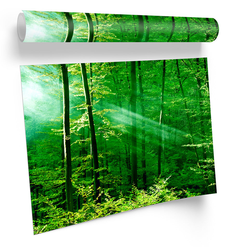 Green Forest Trees Sunlight Framed