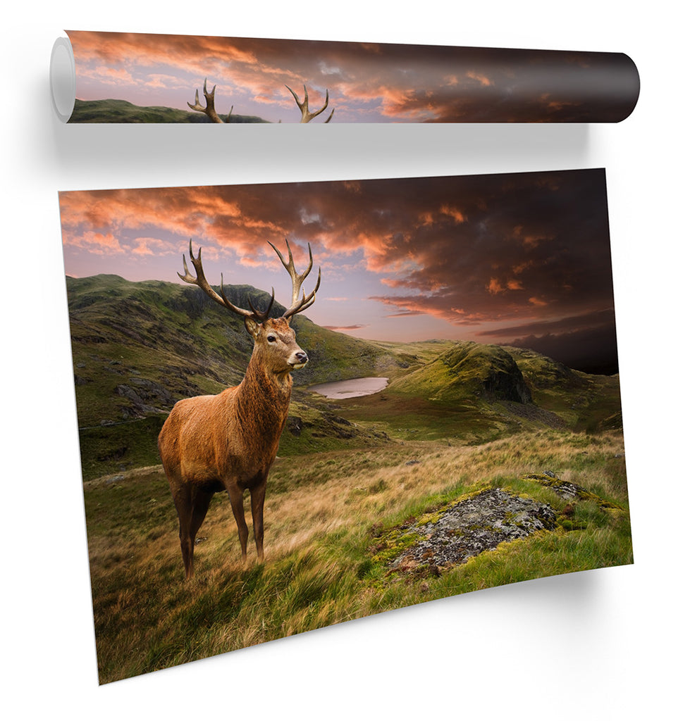 Deer Stag Highlands Sunset Framed