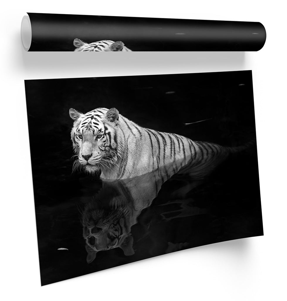 White Tiger Wildlife Framed