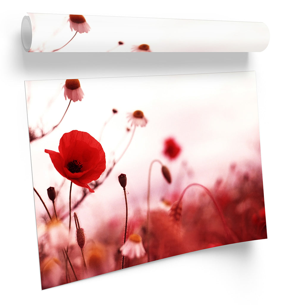 Red Poppies Floral Flowers Framed